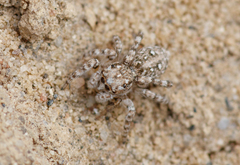 Attulus distinguendus