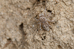 Attulus distinguendus