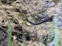 Haemopis sanguisuga