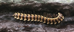 Orthomorpha