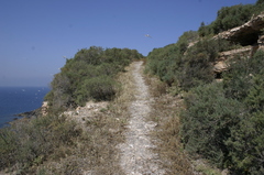 Salsola oppositifolia