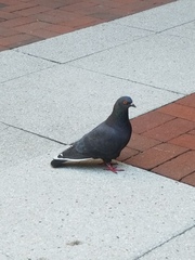 Columba livia