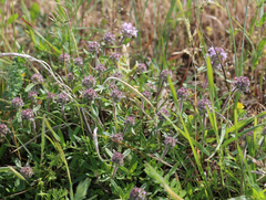 Thymus pannonicus