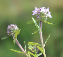 Thymus pannonicus