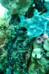 Helcogramma decurrens