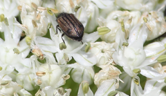 Arthrobrachus maestus