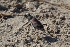 Cicindela lengi versuta