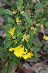Hibbertia semipilosa