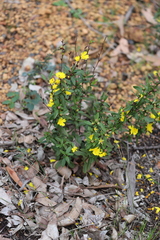Hibbertia semipilosa