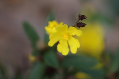 Hibbertia semipilosa