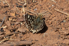 Spialia ferax