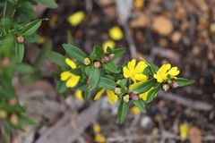 Hibbertia semipilosa