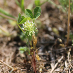 Trifolium retusum