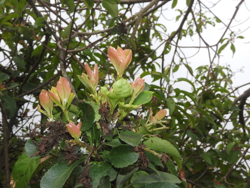 Rhaphiolepis indica