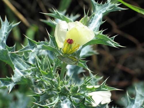 Pale Mexican pricklypoppy (Argemone ochroleuca)