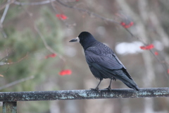Corvus frugilegus
