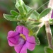 Petunia parviflora - Photo (c) L'herbier en photos, algunos derechos reservados (CC BY)