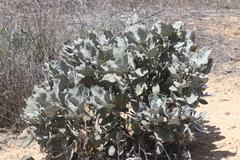 Eriodictyon traskiae