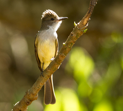 Myiarchus ferox