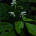Hylodesmum pauciflorum - Photo (c) Fritzflohrreynolds, algunos derechos reservados (CC BY-SA)