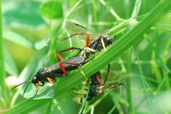 Macrophya diversipes