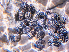 Nerita tessellata