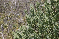 Arctostaphylos catalinae