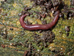 Eisenia