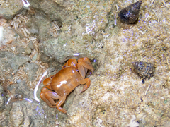 Cyclograpsus integer