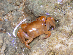 Cyclograpsus integer