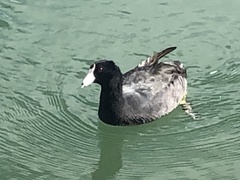 Fulica americana