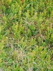 Sericocarpus rigidus