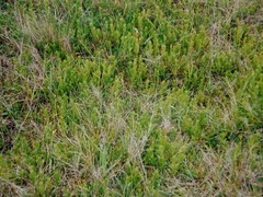 Sericocarpus rigidus