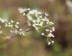 Trinia leiogona