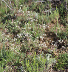 Trinia leiogona