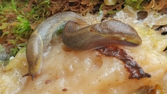 Prophysaon foliolatum