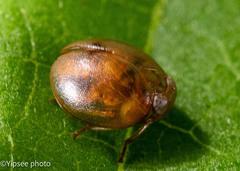 Hemisphaerius rufovarius