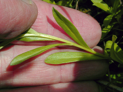 Sericocarpus rigidus