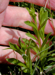 Sericocarpus rigidus