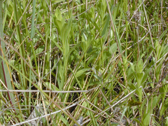 Sericocarpus rigidus