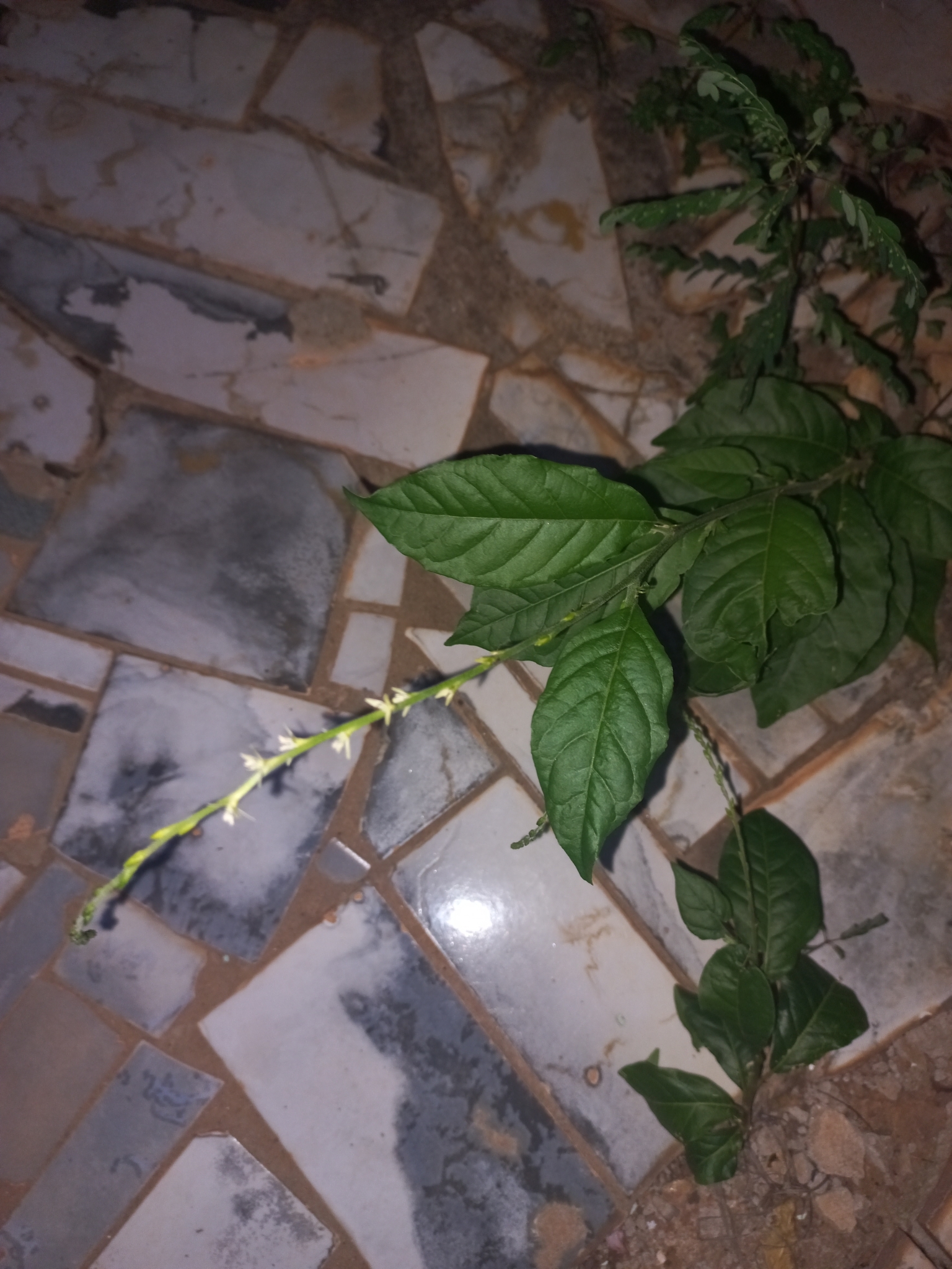 Petiveria alliacea
