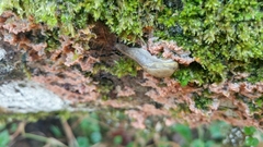 Prophysaon foliolatum