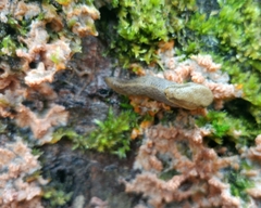 Prophysaon foliolatum