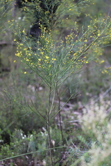Acacia extensa