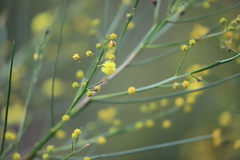 Acacia extensa