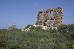 Salsola oppositifolia