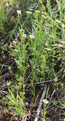 Valerianella dentata