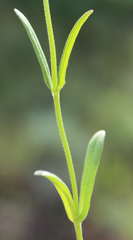 Valerianella dentata