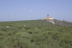 Salsola oppositifolia