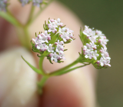 Valerianella dentata